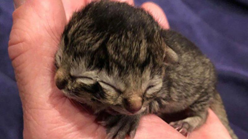 ABD’de Görünüşüne Çok Şaşıracağınız Çift Yüzlü Bir Kedi Doğdu