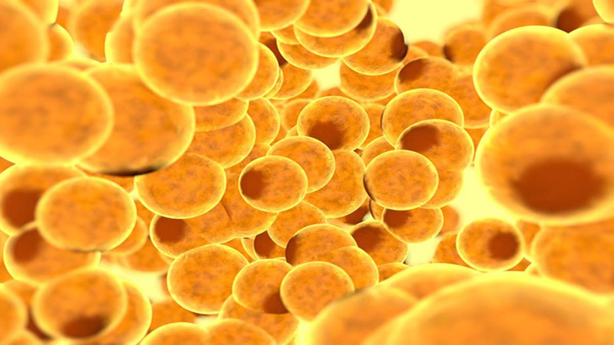 İnsan Vücudunda Bulunan Farklı Yağ Hücrelerinin Görevleri Nelerdir?