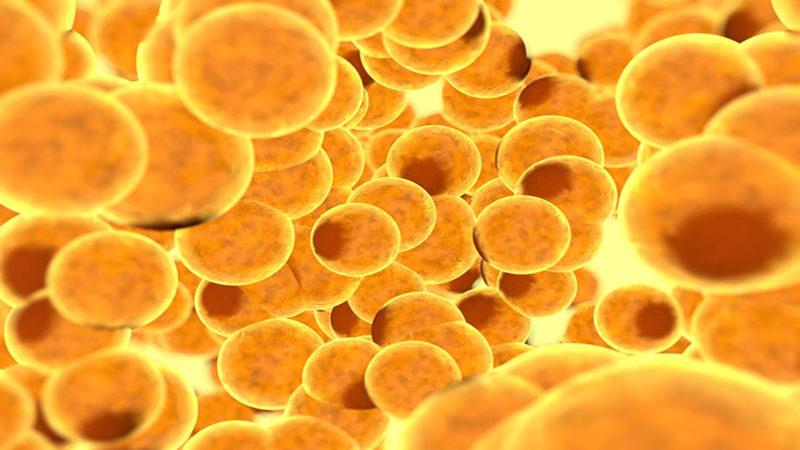 İnsan Vücudunda Bulunan Farklı Yağ Hücrelerinin Görevleri Nelerdir?