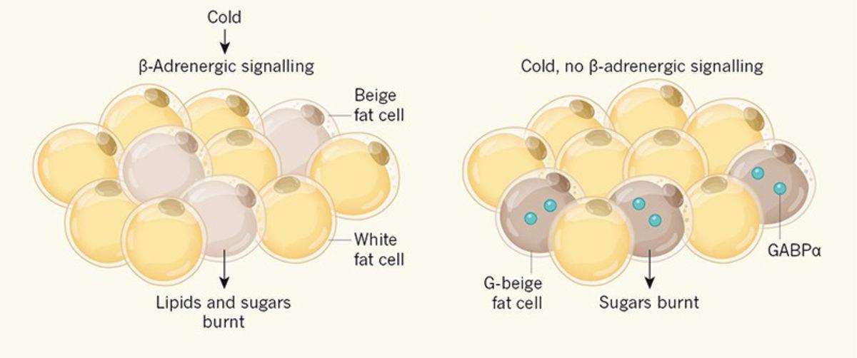 İnsan Vücudunda Bulunan Farklı Yağ Hücrelerinin Görevleri Nelerdir?