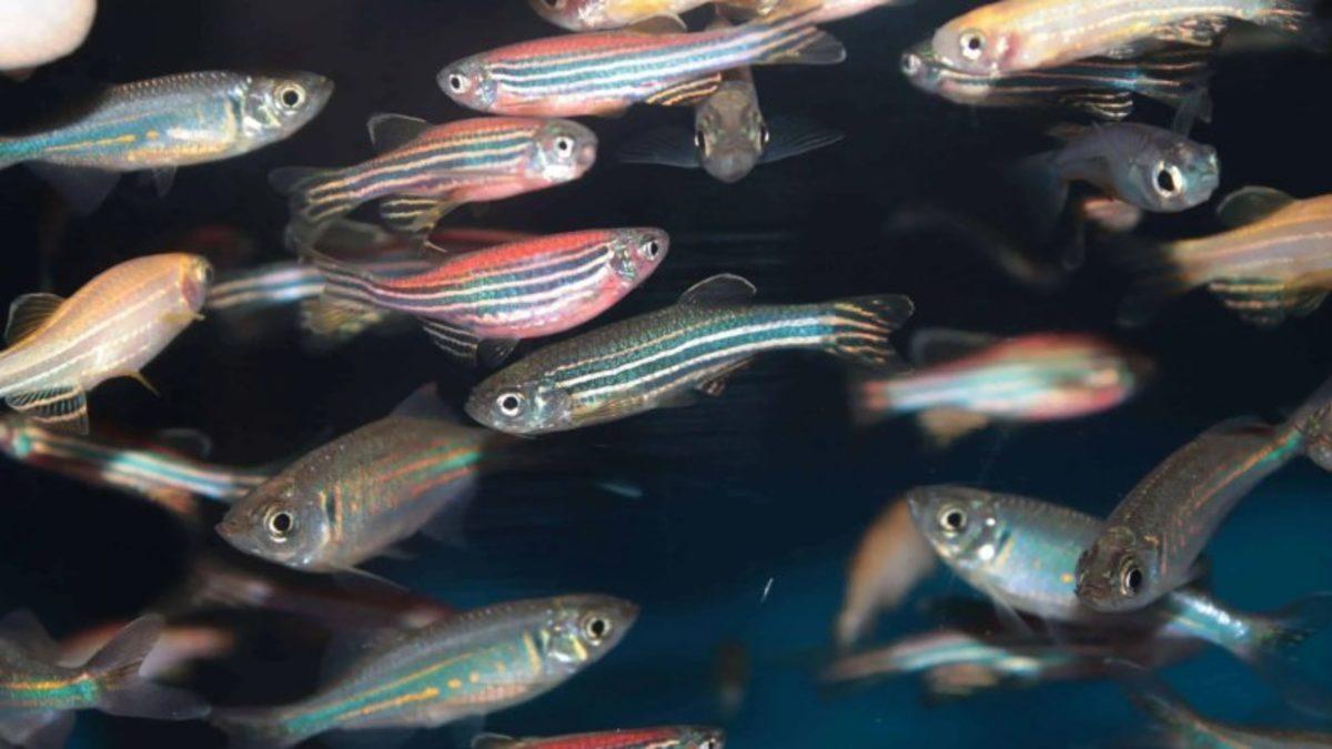 Biyologlar, Kısırlığa Çare Olabilecek Yeni Bir Üreme Hormonu Keşfetti