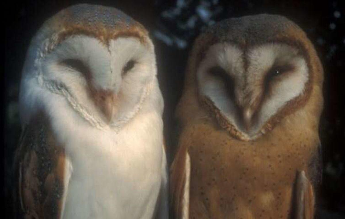 Baykuşların Avlanmak İçin Müthiş Bir Tekniğinin Olduğu Keşfedildi