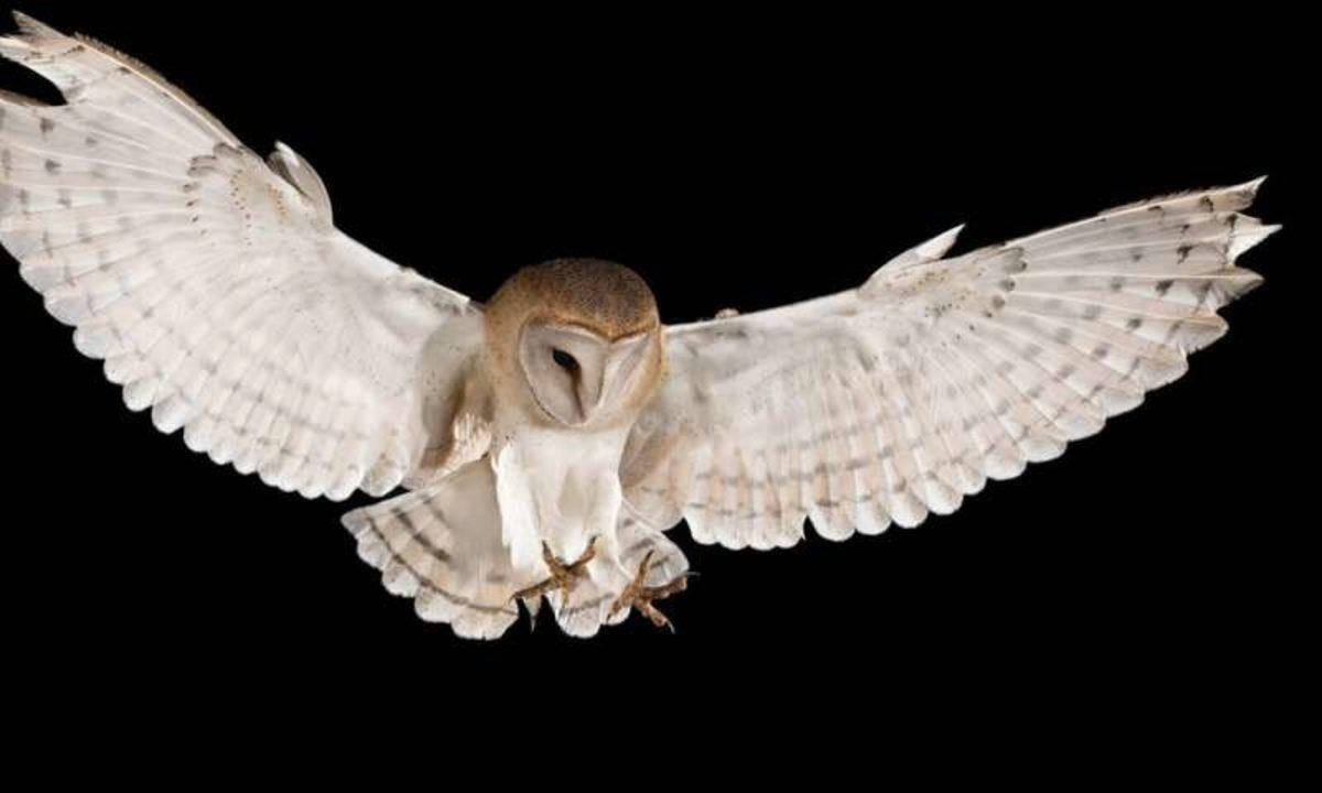 Baykuşların Avlanmak İçin Müthiş Bir Tekniğinin Olduğu Keşfedildi