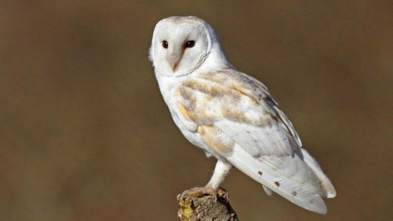 Baykuşların Avlanmak İçin Müthiş Bir Tekniğinin Olduğu Keşfedildi