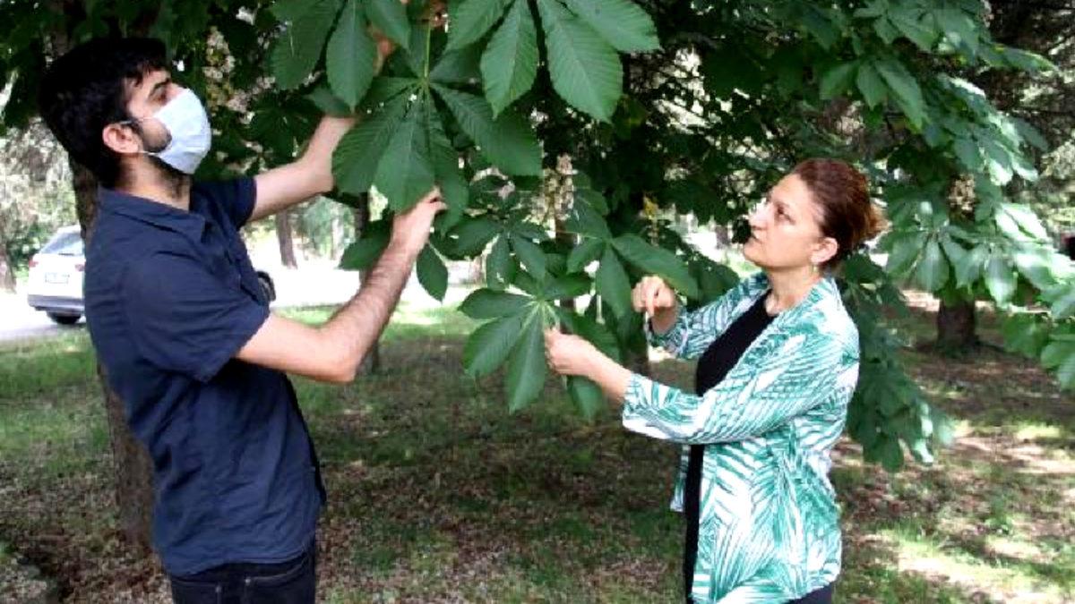 Ana Vatanı Çin Olan ’Katil Arı’, Şimdi de Düzce’de Görüldü