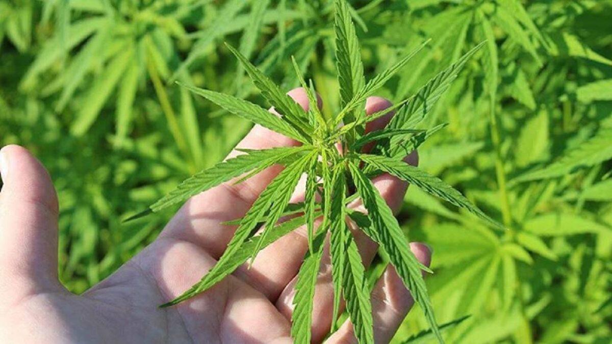 TÜBİTAK, Kenevir Atıklarının Yakıta Dönüştürülmesi Projesini Destekleyecek