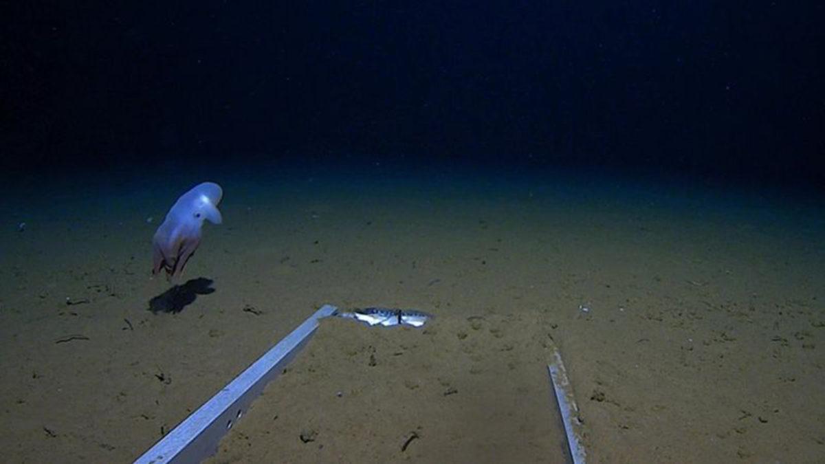 Bilim İnsanları, Dünyanın En Derin Noktasında Yaşayan Ahtapotu Görüntüledi