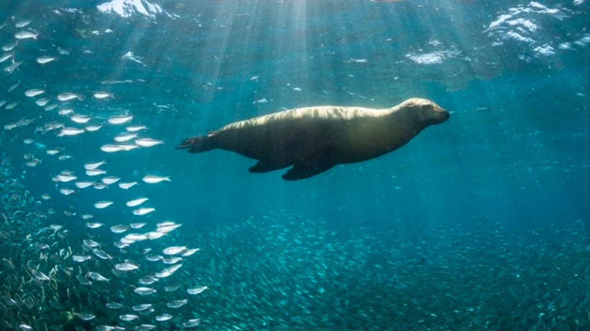 Binlerce Canlı Türünün Yaşam Alanını Kutuplara Doğru Taşıdığı Ortaya Çıktı