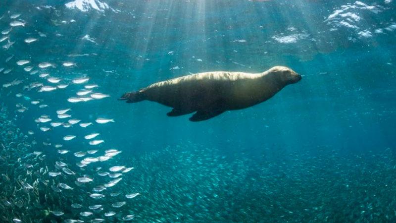 Binlerce Canlı Türünün Yaşam Alanını Kutuplara Doğru Taşıdığı Ortaya Çıktı