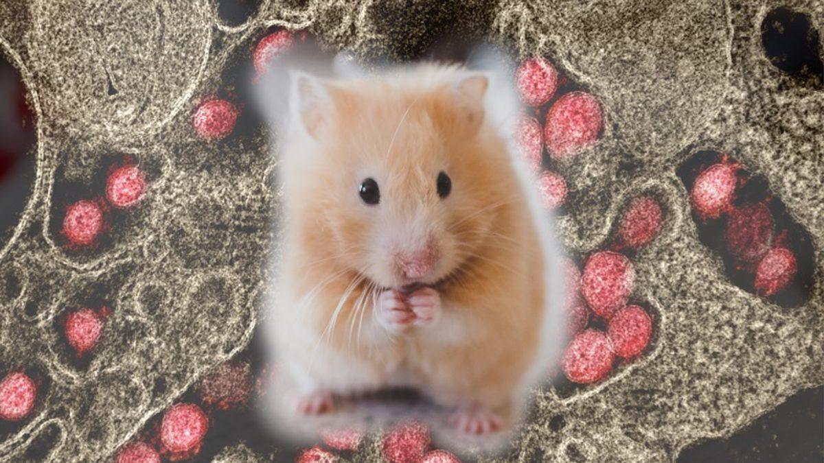 Aşı Çalışmaları İçin Koronavirüsü Farelere Bulaştırmanın Bir Yolu Bulundu
