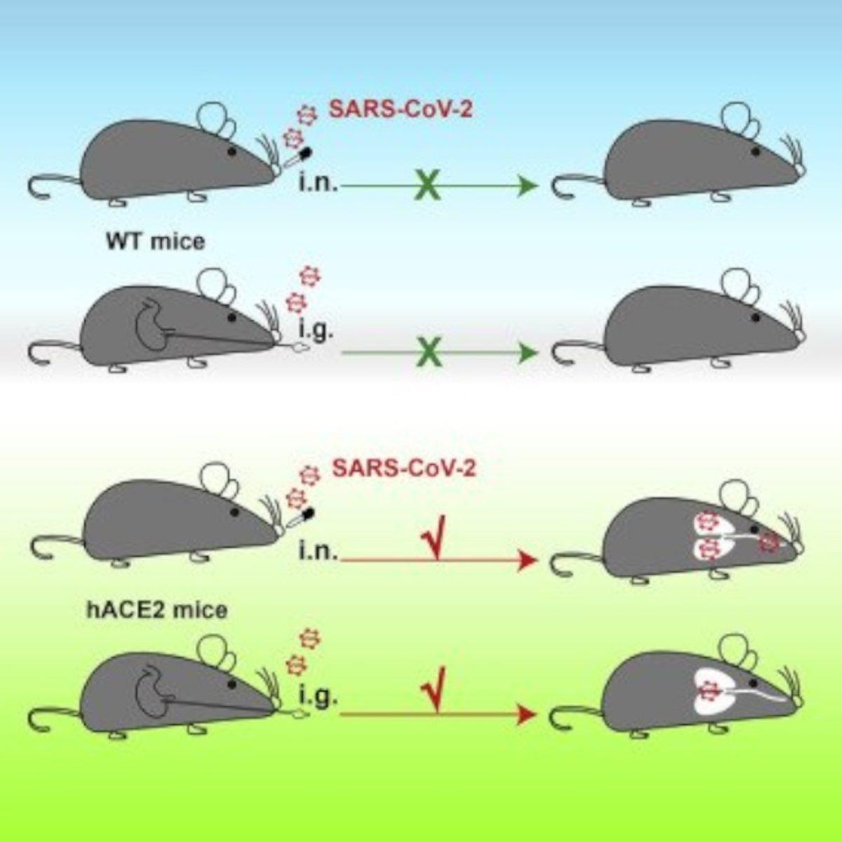 Aşı Çalışmaları İçin Koronavirüsü Farelere Bulaştırmanın Bir Yolu Bulundu