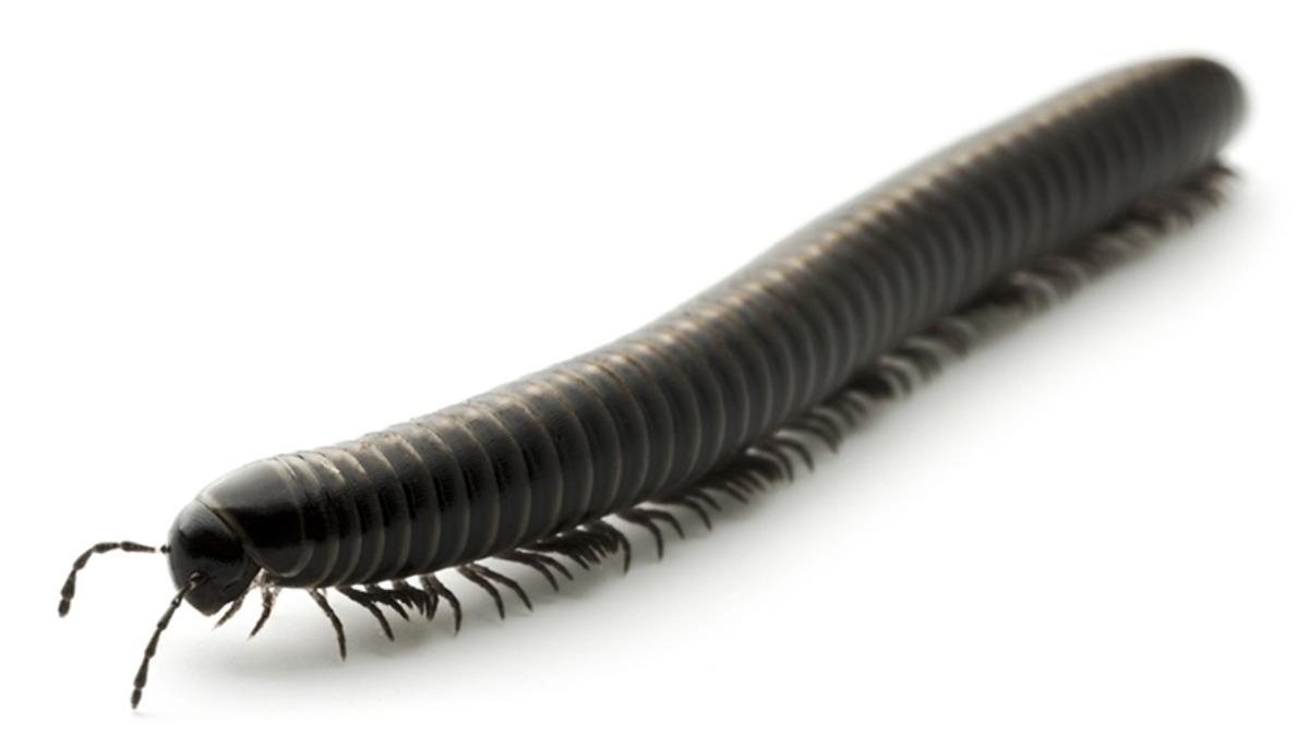 121 Yıl Önce Bulunan Böcek Fosilinin ’Bilinen En Eski Böcek Fosili’ Olduğu Açıklandı