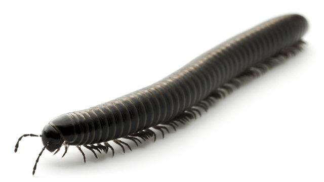 121 Yıl Önce Bulunan Böcek Fosilinin ’Bilinen En Eski Böcek Fosili’ Olduğu Açıklandı