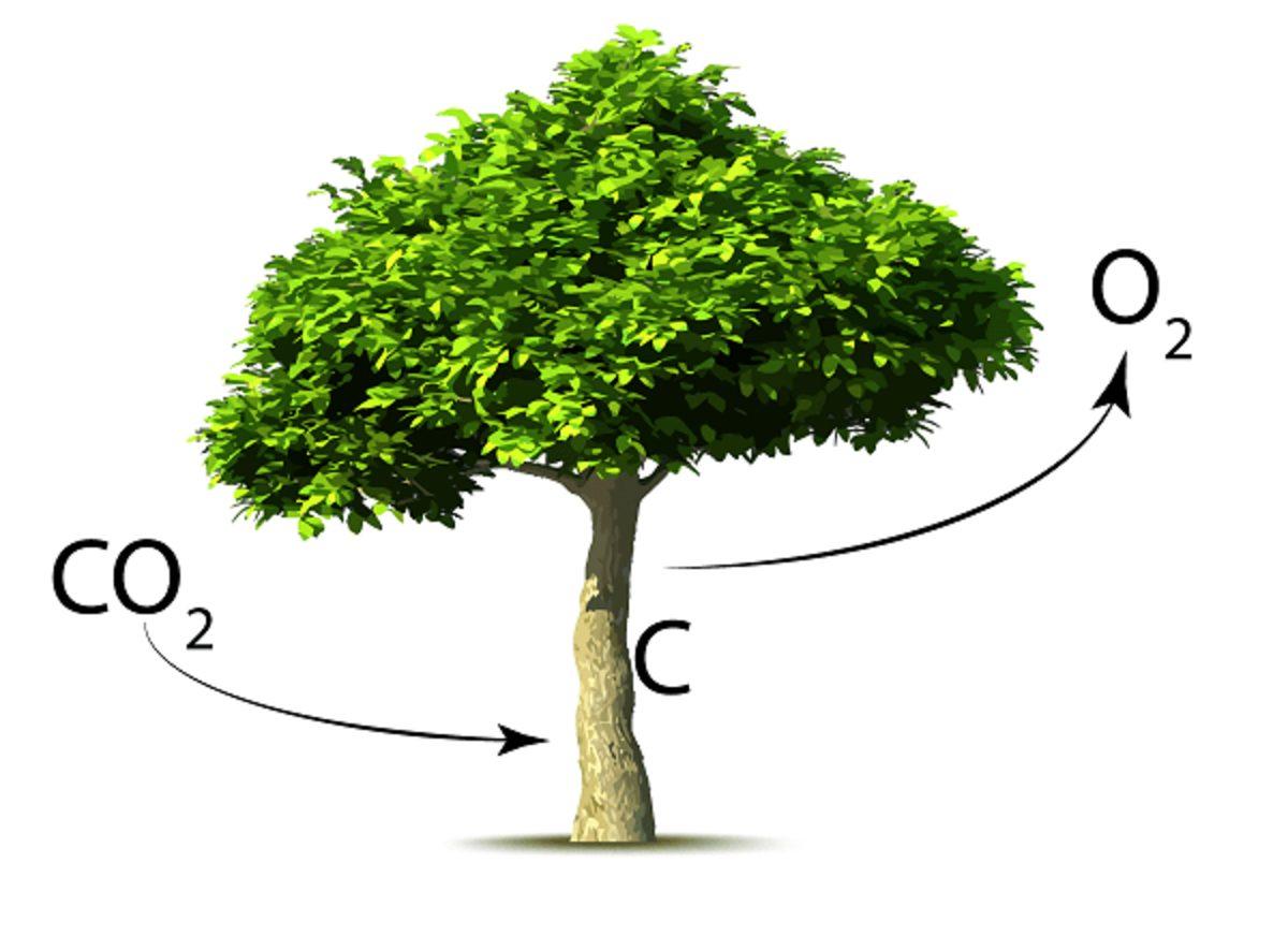 Bazı Ağaçlar, Sıcaklarda Oksijen Yerine Karbondioksit Salınımı Yaptı