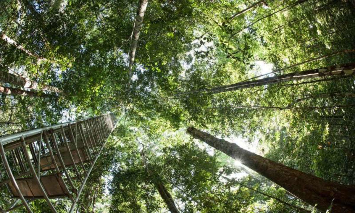 Bazı Ağaçlar, Sıcaklarda Oksijen Yerine Karbondioksit Salınımı Yaptı