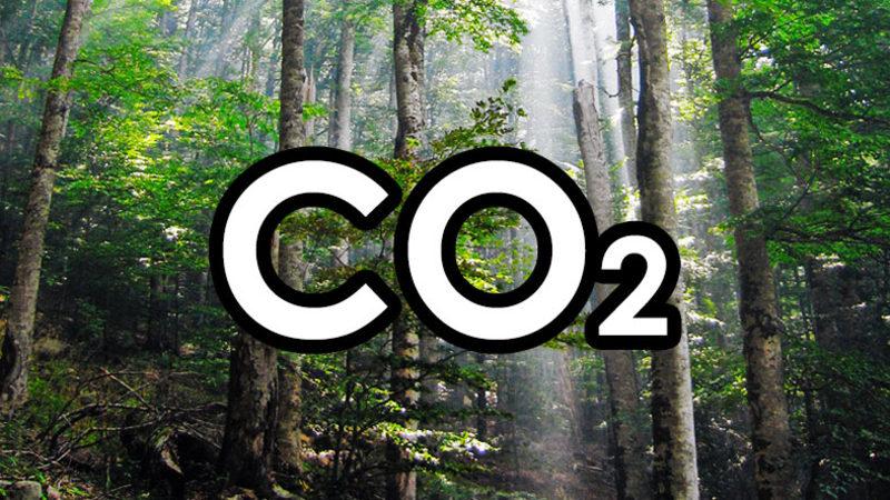 Bazı Ağaçlar, Sıcaklarda Oksijen Yerine Karbondioksit Salınımı Yaptı