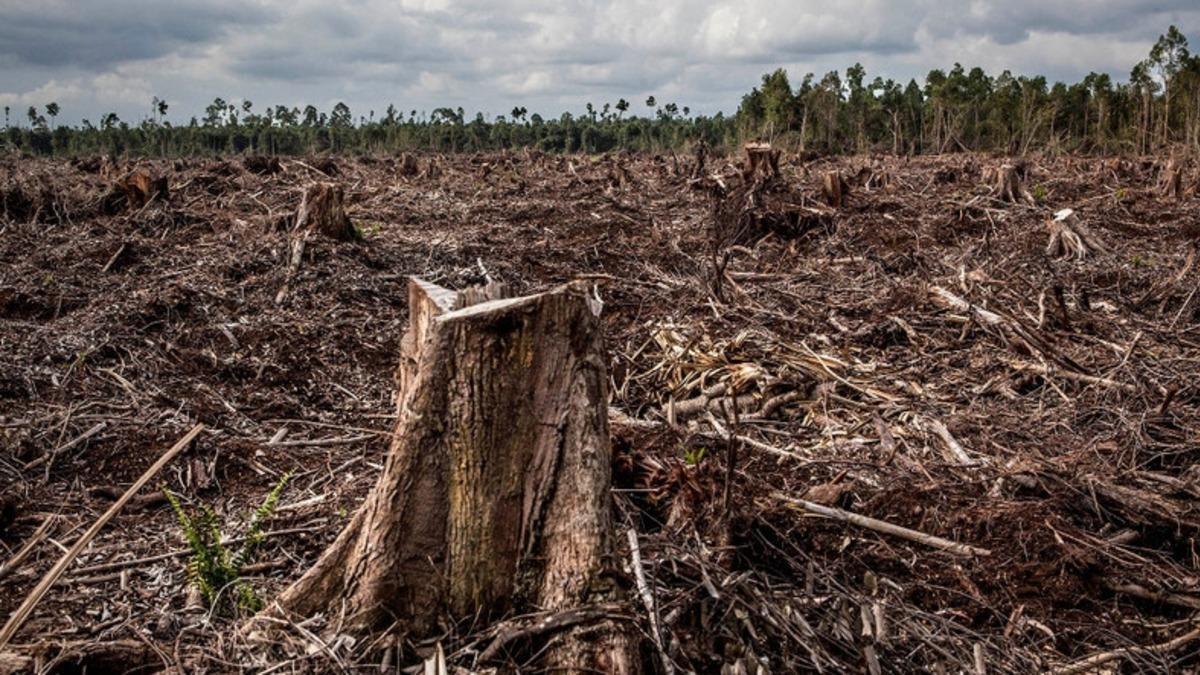 Uzmanlar, Ormanların Korkunç Bir Hızla Azaldığını Açıkladı