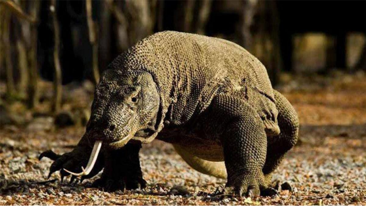 Araştırmacılar, Komodo Ejderlerinin Çelik Kadar Sağlam Zırhının Sırrını Çözdü