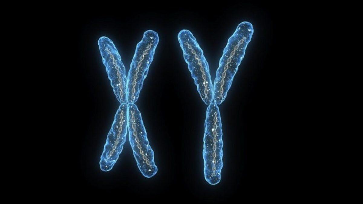 Erkek Çocuk Sahibi Olma İhtimali, Erkek Kardeş Sayısıyla Bağlantılı Olabilir