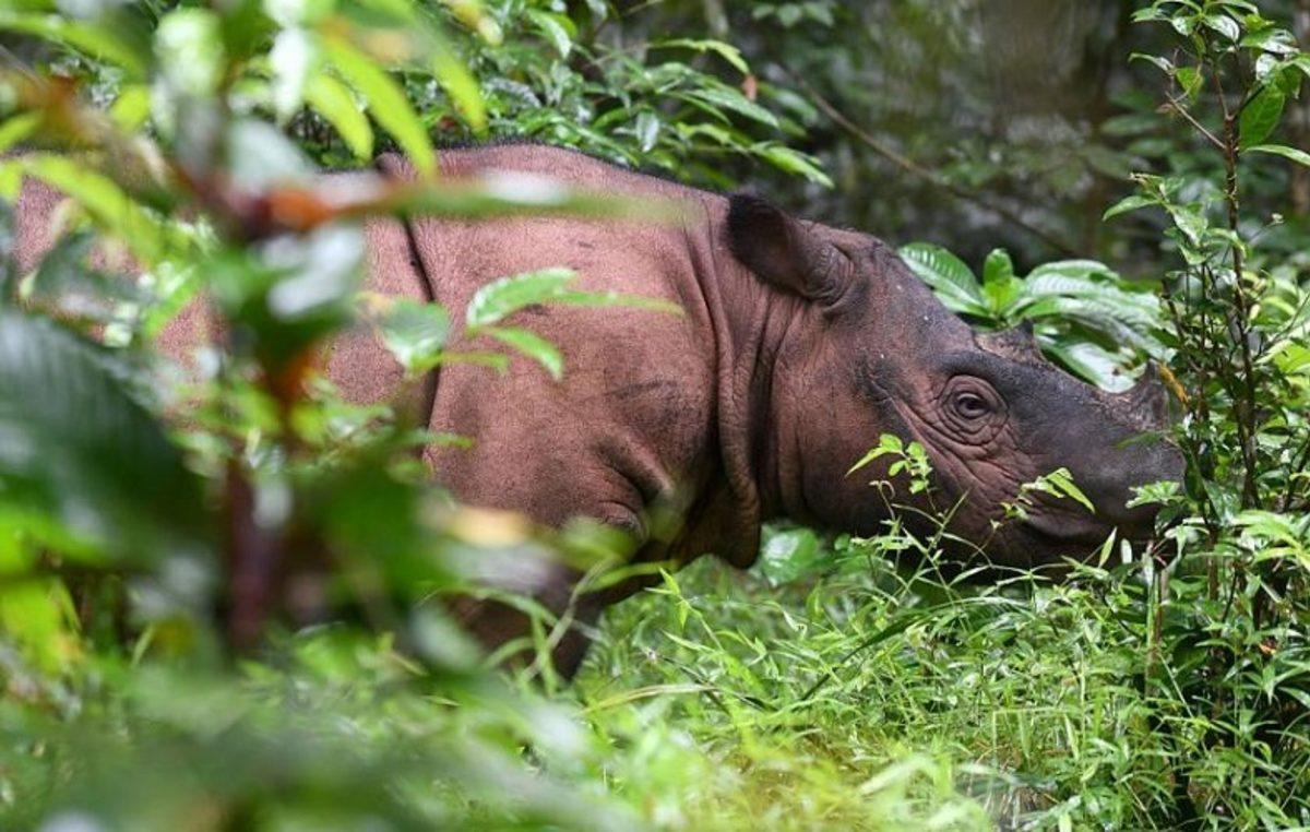 500’den Fazla Kara Hayvanı Türü Yok Olma Tehlikesi Altında