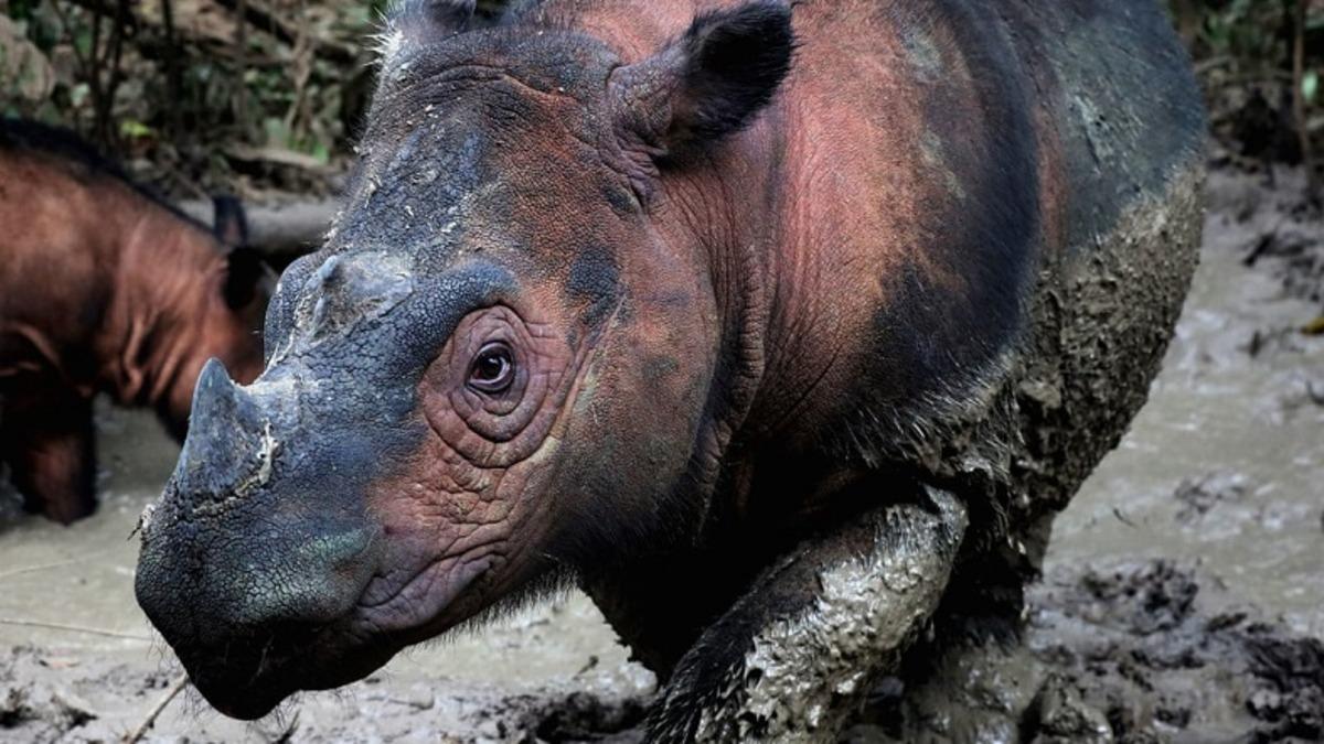 500’den Fazla Kara Hayvanı Türü Yok Olma Tehlikesi Altında