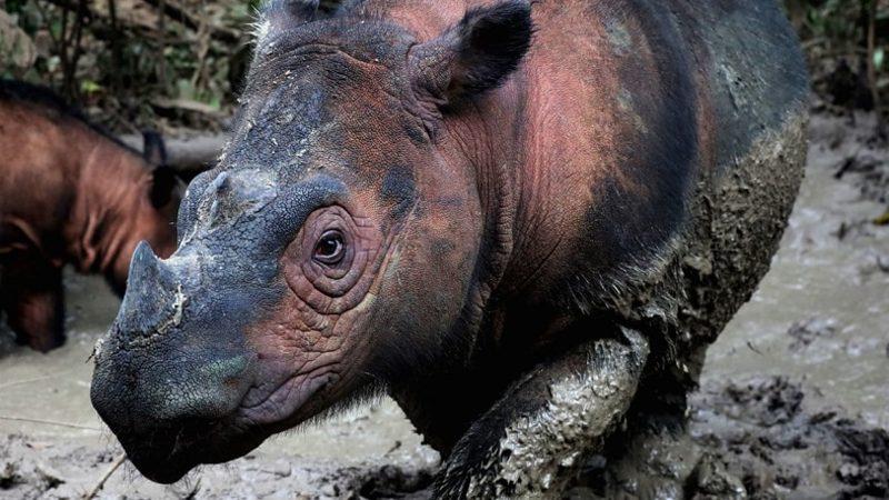 500’den Fazla Kara Hayvanı Türü Yok Olma Tehlikesi Altında