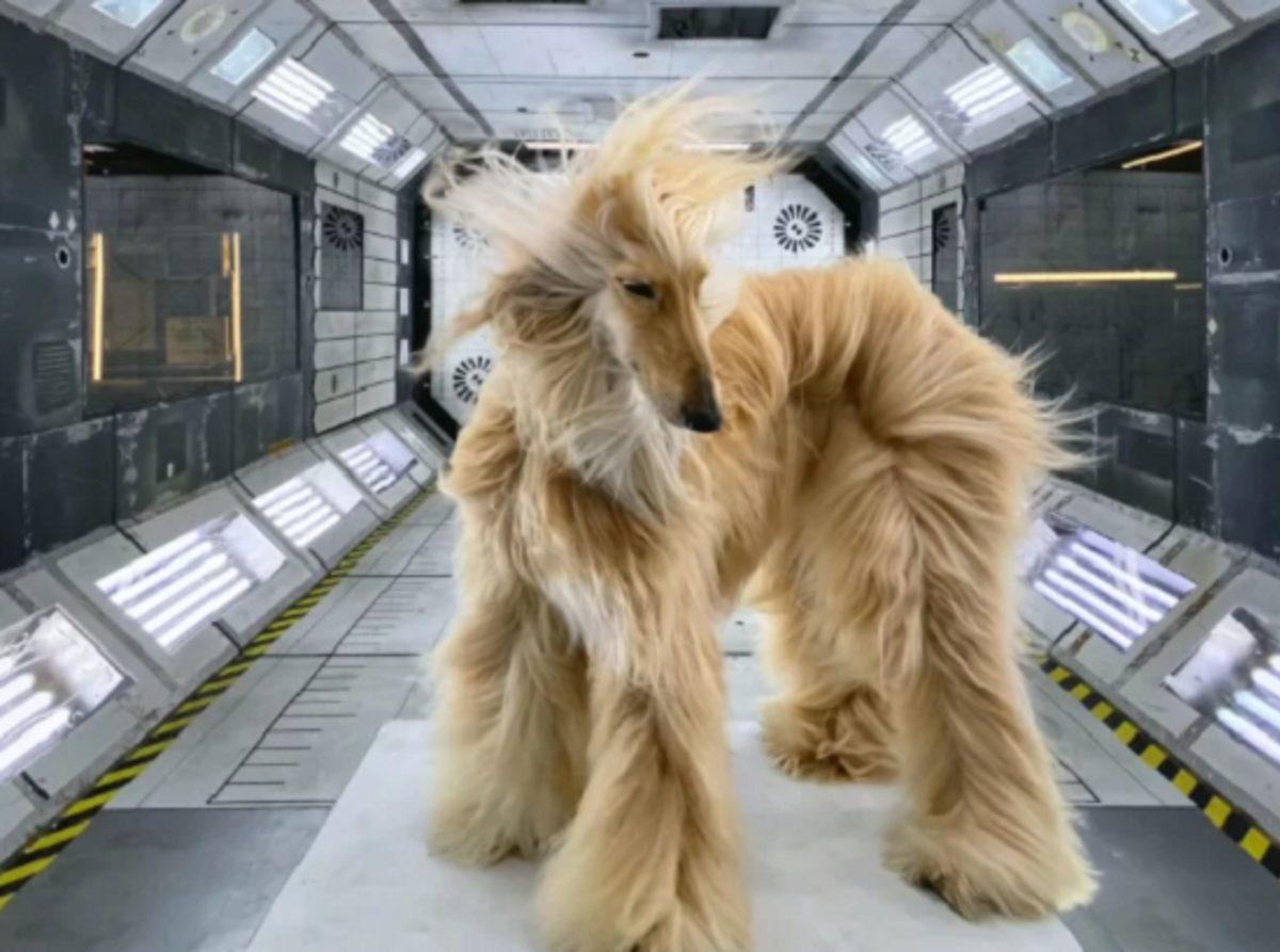 Apple, iPhone 11 Pro Ailesindeki Kameraları Tanıtan Bir Reklam Yayınladı