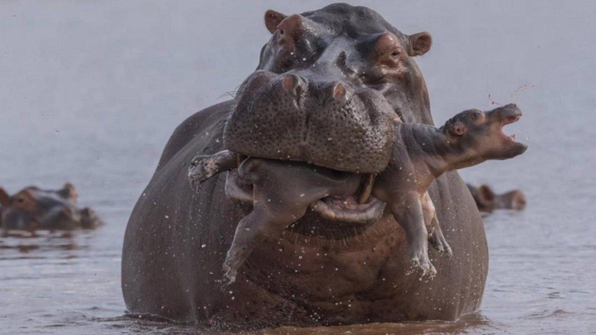 Vahşi Yaşam Fotoğrafçısı Yarışması’nın Bu Yılından En İyi Fotoğraflar