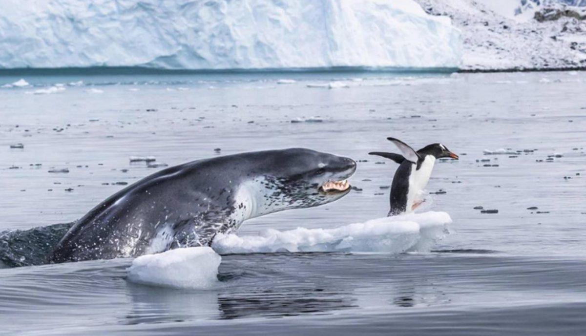 Vahşi Yaşam Fotoğrafçısı Yarışması’nın Bu Yılından En İyi Fotoğraflar