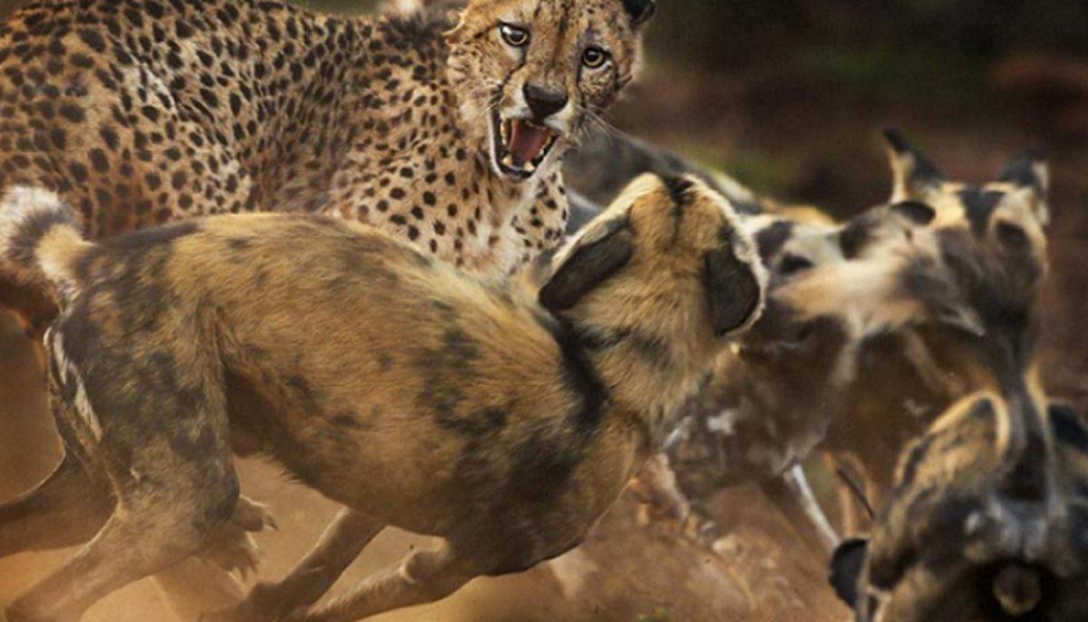 Vahşi Yaşam Fotoğrafçısı Yarışması’nın Bu Yılından En İyi Fotoğraflar