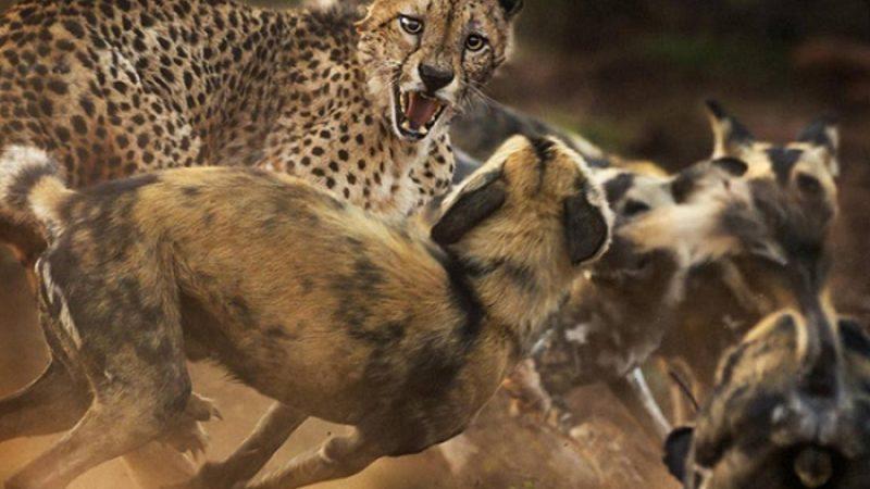 Vahşi Yaşam Fotoğrafçısı Yarışması’nın Bu Yılından En İyi Fotoğraflar