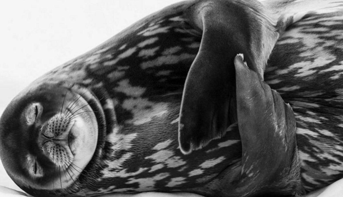 Vahşi Yaşam Fotoğrafçısı Yarışması’nın Bu Yılından En İyi Fotoğraflar