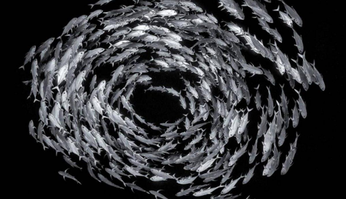 Vahşi Yaşam Fotoğrafçısı Yarışması’nın Bu Yılından En İyi Fotoğraflar