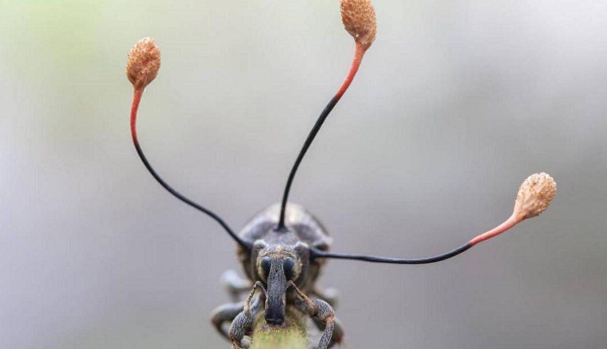 Vahşi Yaşam Fotoğrafçısı Yarışması’nın Bu Yılından En İyi Fotoğraflar