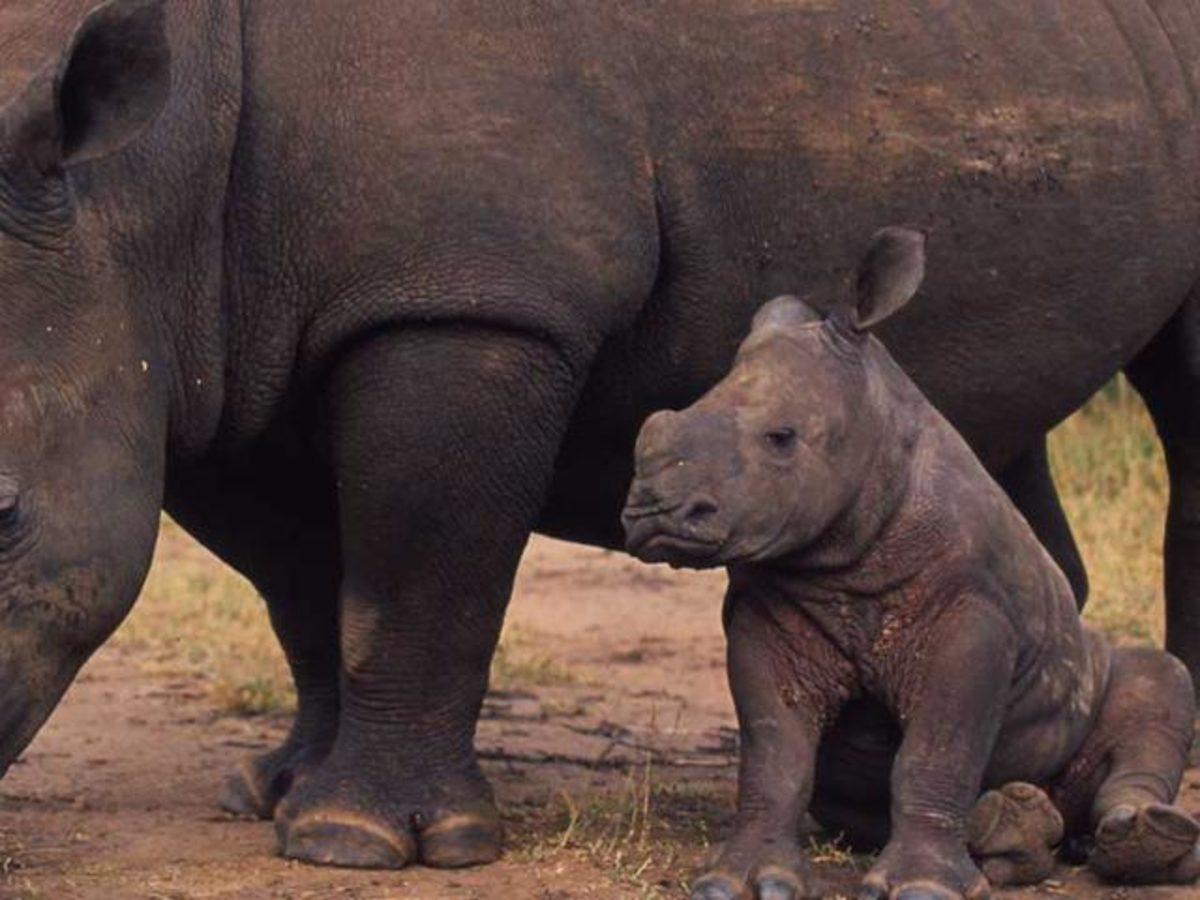 Nesli Tükenmek Üzere Olan Beyaz Gergedanlar ’Tüp Bebek’ Yöntemiyle Kurtarılabilir