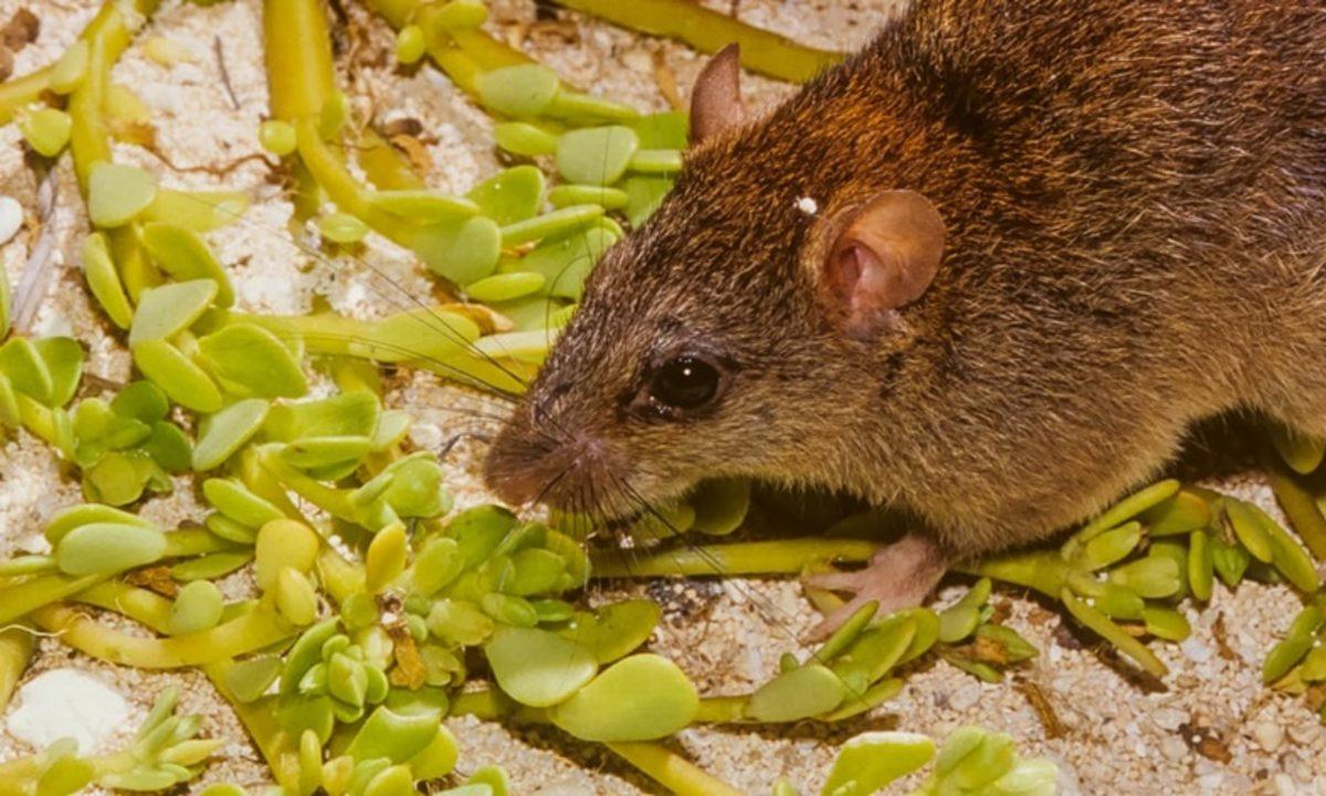 İklim Değişikliğinin Korkunç Etkilerini Gösteren Fotoğraflar