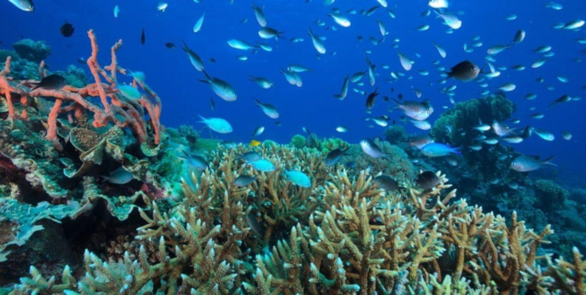 İklim Değişikliğinin Korkunç Etkilerini Gösteren Fotoğraflar