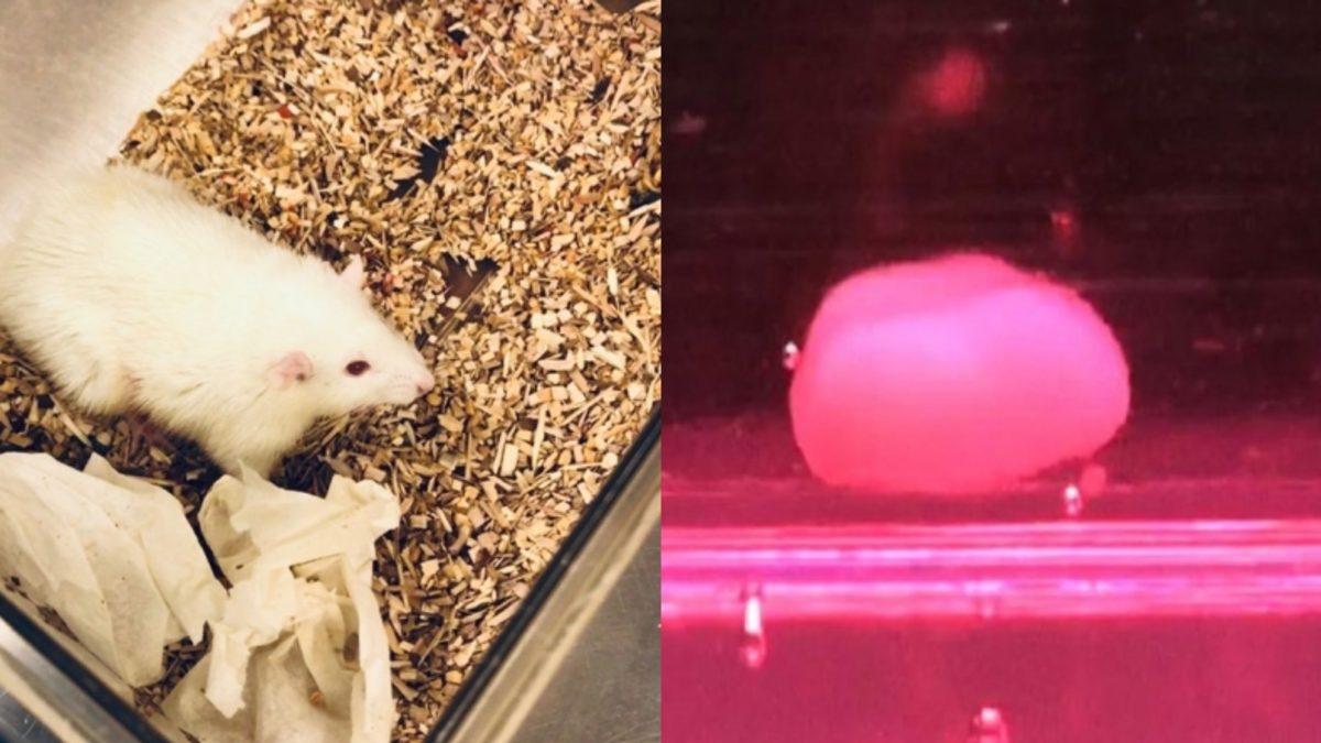 Bilim İnsanları, Cilt Hücrelerinden Minyatür İnsan Karaciğeri Oluşturmayı Başardı