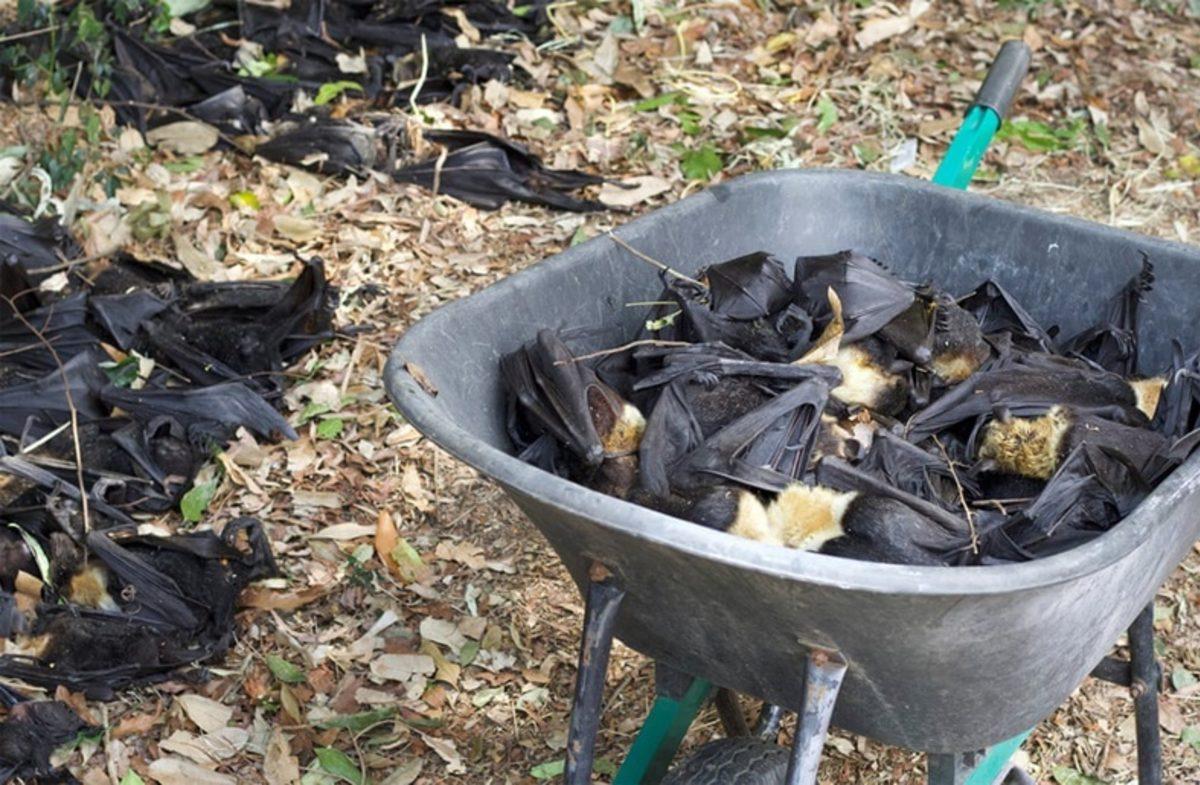 İklim Değişikliğinin Korkunç Etkilerini Gösteren Fotoğraflar