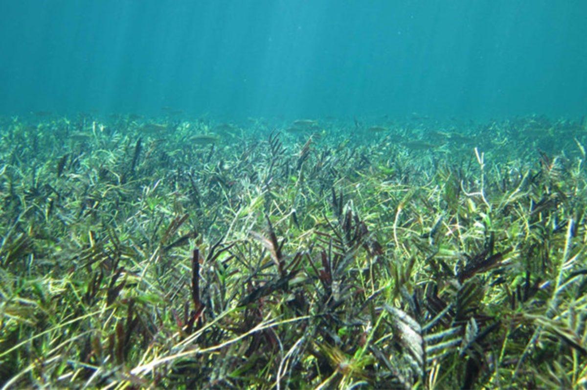 İklim Değişikliğinin Korkunç Etkilerini Gösteren Fotoğraflar