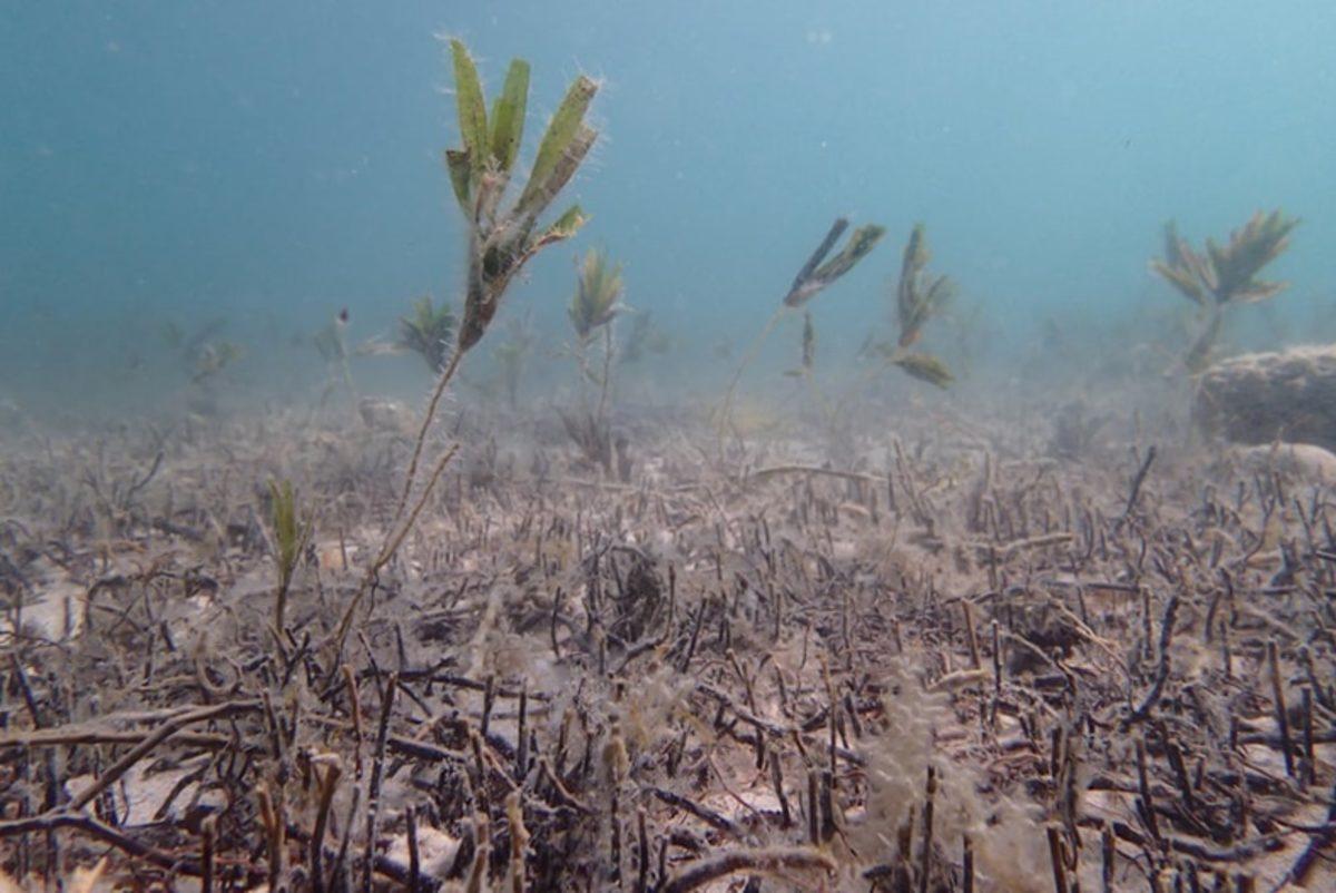 İklim Değişikliğinin Korkunç Etkilerini Gösteren Fotoğraflar
