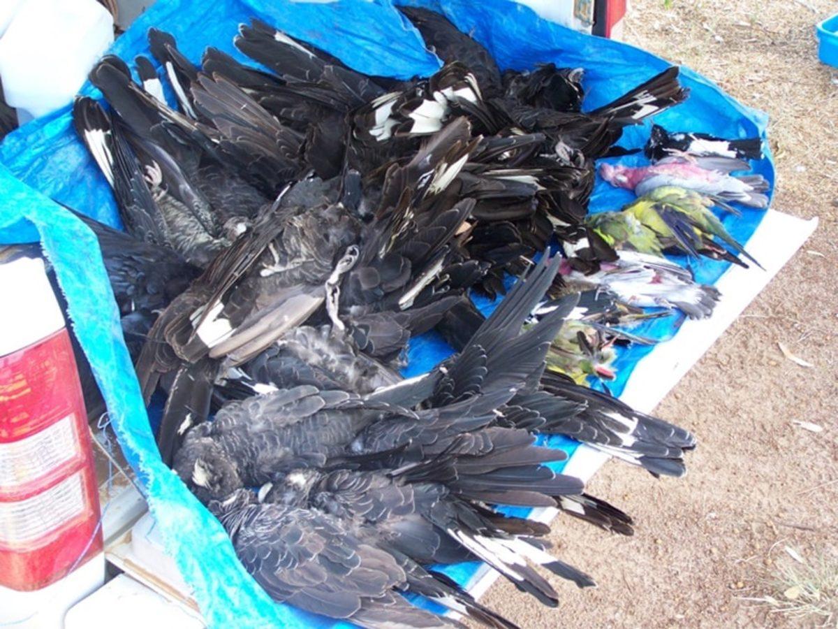 İklim Değişikliğinin Korkunç Etkilerini Gösteren Fotoğraflar