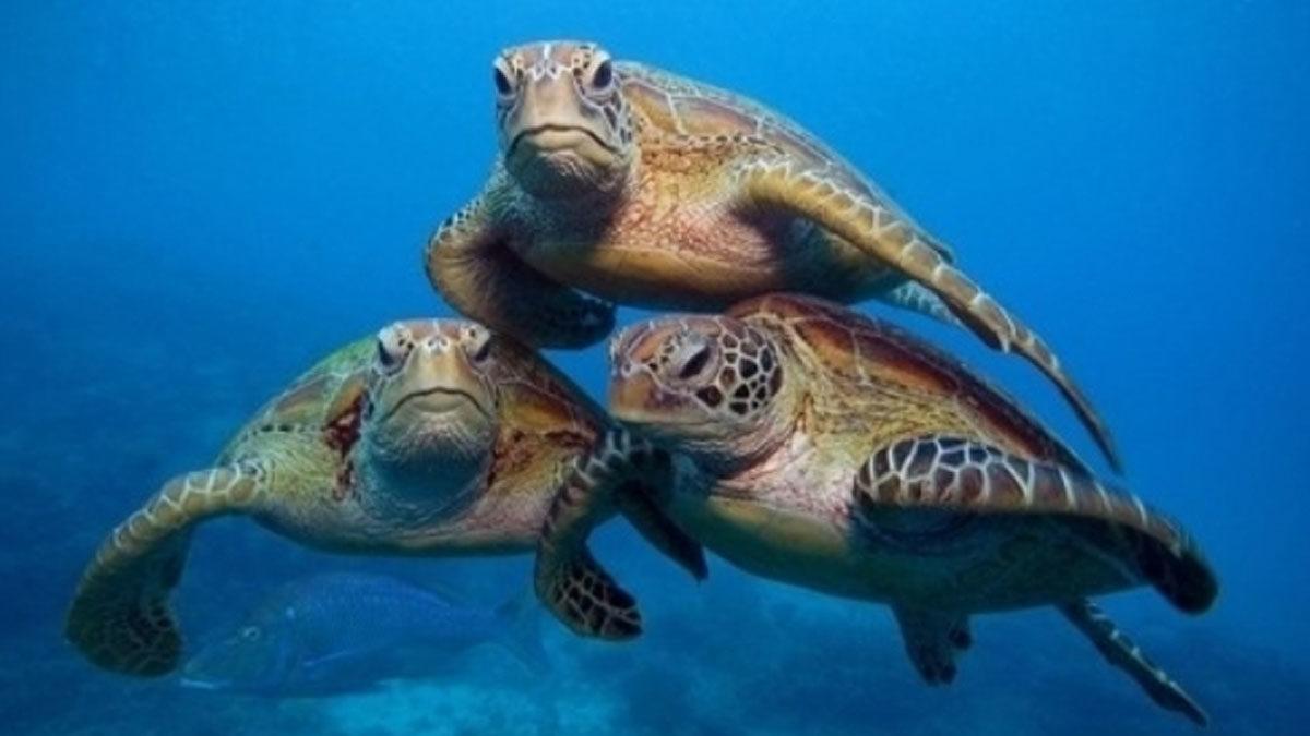 Deniz Kaplumbağalarının Onlarca Dikenin Bulunduğu, Ürkütücü Ağız Yapısı