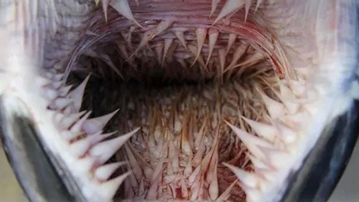 Deniz Kaplumbağalarının Onlarca Dikenin Bulunduğu, Ürkütücü Ağız Yapısı