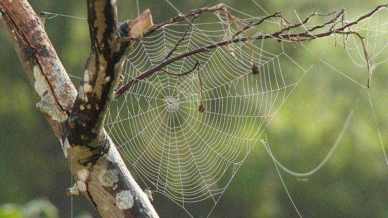 Plastiğe Karşı Geliştirilen Müthiş Alternatif: Ağaç Lifi ve Örümcek Ağı Birleşimi