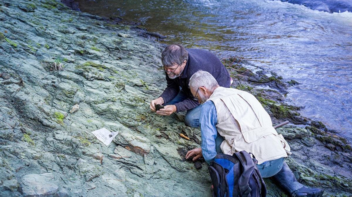 Bilim İnsanları, Yaşamış En Eski Kuş Türünü Keşfetti