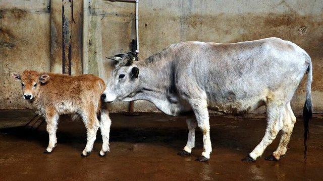 TÜBİTAK Destekli Yerli Klon Sığırların Üçüncü Kuşağı da Sağlıklı Gelişiyor