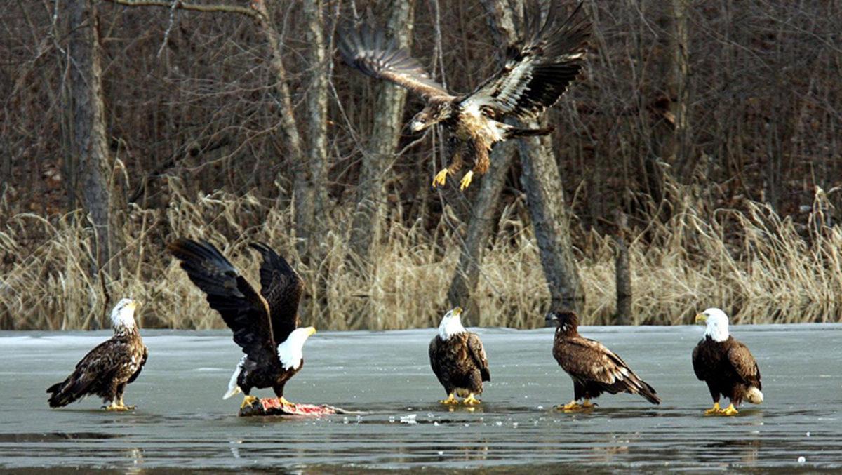 Tehlike Çanları Çalıyor: Son 50 Yılda Bir Kıtada 3 Milyar Kuş Öldü