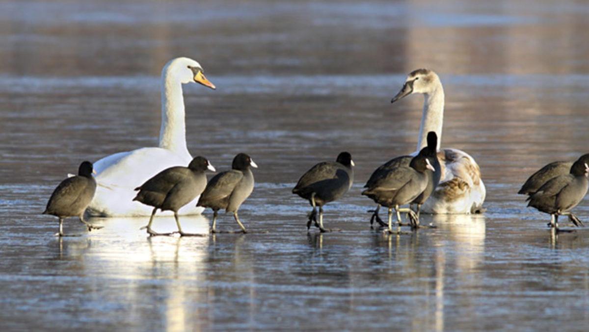 Tehlike Çanları Çalıyor: Son 50 Yılda Bir Kıtada 3 Milyar Kuş Öldü