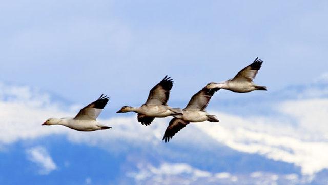 Tehlike Çanları Çalıyor: Son 50 Yılda Bir Kıtada 3 Milyar Kuş Öldü